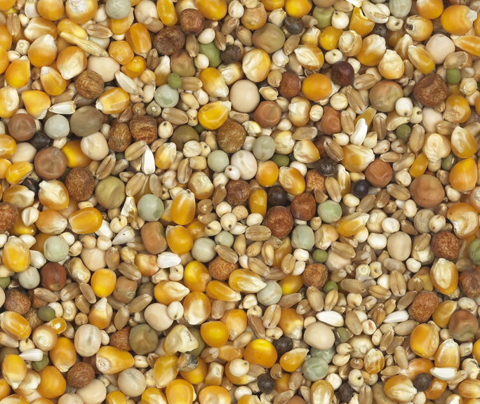 Van Robaeys - Super Speciaal Vlucht nr. 12, 20 KG